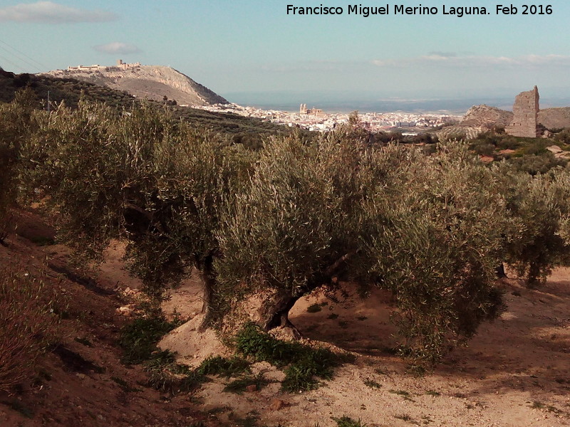 Olivo - Olivo. Al fondo Jaén