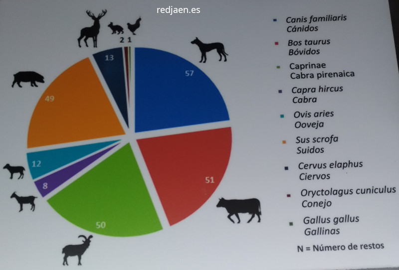 Palacio ibero del Cerro de la Merced - Palacio ibero del Cerro de la Merced. Alimentos consumidos en �poca ibera en el yacimiento. Exposici�n en el Museo Ibero de Ja�n