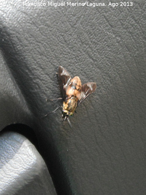 Mosca Tábano de los ojos dorados - Mosca Tábano de los ojos dorados. Los Estrechos - Orcera