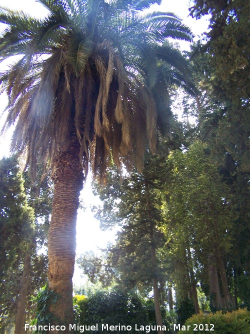 Palmera datilera - Palmera datilera. Paseo de los Adoquines - Albanchez de Mágina