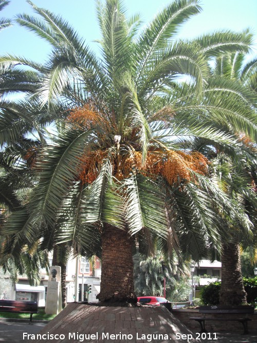 Palmera datilera - Palmera datilera. Plaza de los Jardinillos - Jaén