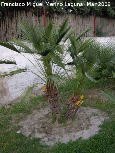 Palmito - Palmito. Jaén