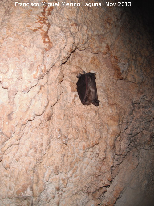 Cueva de Golliat - Cueva de Golliat. Murciélagos de la cueva