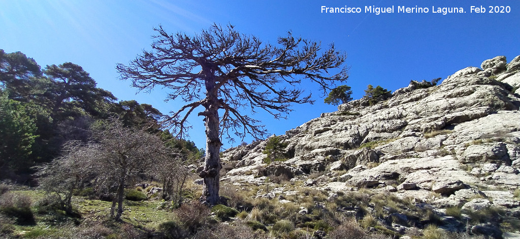 Pinar del Caba�as - Pinar del Caba�as. Pino muerto