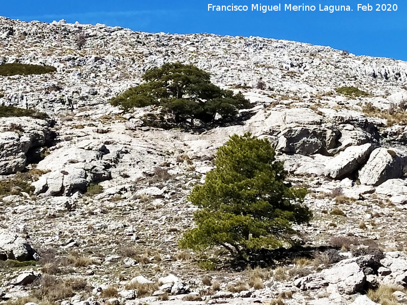 Pinar del Caba�as - Pinar del Caba�as. 