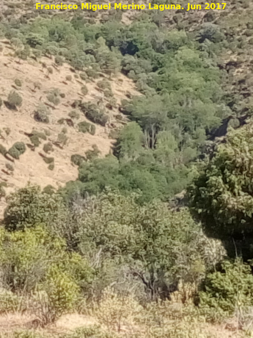 Aliseda del Río Dañador - Aliseda del Río Dañador. 