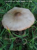 Senderuela - Marasmius oreades. La Veleta - Los Villares