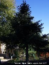 Pinsapo - Abies pinsapo. Córdoba