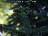 Pinsapo - Abies pinsapo. Córdoba
