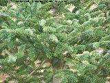 Pinsapo - Abies pinsapo. Zagrilla Baja - Priego de Córdoba
