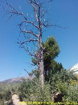 Casería Santo Cristo de la Asomada. Gran árbol muerto