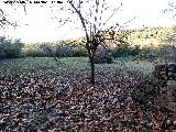 Convento de Santa María de Oviedo. Campos de cultivo