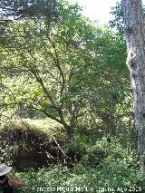 Noguera - Juglans regia. Ha perdido el suelo y tiene sus raíces al aire. Prado Maguillo - Santiago Pontones
