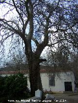 Plátano de sombra de Mata Bejid. 