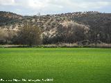 Necrópolis de las Torrecillas. 