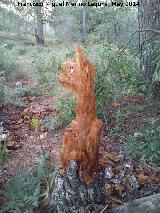 Sierra de Jaén. Duende