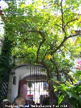 Casa de la Calle La Palma n 3. Patio