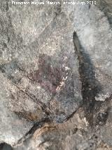 Pinturas rupestres de la Cueva de Río Frío. 