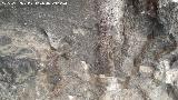 Pinturas rupestres de la Cueva de Río Frío. 