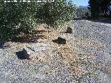 Cortijo de Bornos. Restos arqueológicos