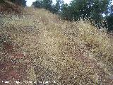 Necrópolis del la Sierra Realona. Antiguo camino