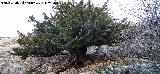 Tejo - Taxus baccata. Tejo Milenario Macho - Quesada