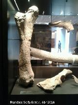 Museo Arqueológico Nacional. 