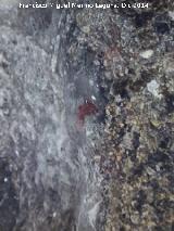 Pinturas rupestres de la Peña Salada II. 