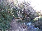 Árbol Caído de las Chorreras. 
