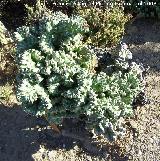 Cactus monstruoso - Cereus peruvianus var. monstruosus. Benalmádena