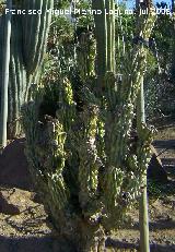 Cactus monstruoso - Cereus peruvianus var. monstruosus. Benalmádena