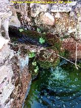 Fuente de las Caadas. 