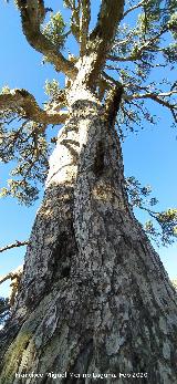 Pino de las Cruces. Tronco