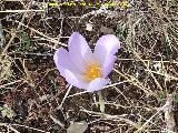 Azafrán serrano - Crocus serotinus. Cerro Monuera - Aldeaquemada