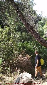 Sendero Río Cañamares. 