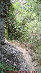 Sendero Río Cañamares. 