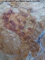 Pinturas rupestres de las Cuevas del Curro Abrigo III. Agrupación de puntos inferiro del grupo I