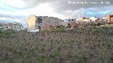 Viñedos. 
