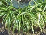 Cintas - Chlorophytum comosum. Córdoba