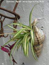 Cintas - Chlorophytum comosum. Patio de Córdoba