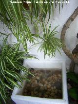 Cintas - Chlorophytum comosum. Córdoba