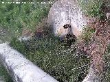 Fuente del Cruce de la Central Hidroel�ctrica. 