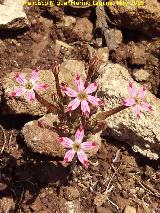 Pistorinia hispanica - Pistorinia hispanica. La Camuña - Castillo de Locubín
