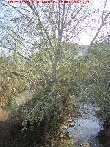 Álamo blanco - Populus alba. Arroyo Salado - Martos