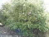 Álamo blanco - Populus alba. Como arbusto. Fuente de la Peña - Jaén