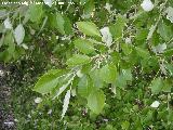 Álamo blanco - Populus alba. Hojas. Fuente de la Peña - Jaén