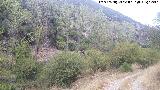 Álamo blanco - Populus alba. Río Valdearazo - Valdepeñas de Jaén