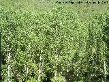 Álamo blanco - Populus alba. Segura