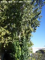 Álamo blanco - Populus alba. Córdoba