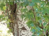 Álamo blanco - Populus alba. Córdoba